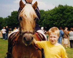 Pferd Björn (Haflinger, 1976, von Ward)