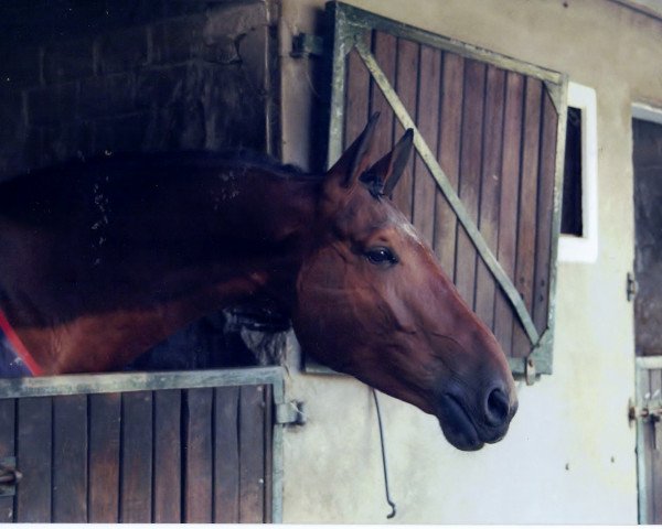 horse Lugano 240 (Holsteiner, 1994, from Lux Z)