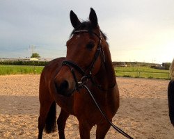 jumper Lennox S 2 (German Sport Horse, 2004, from Lehnbach)