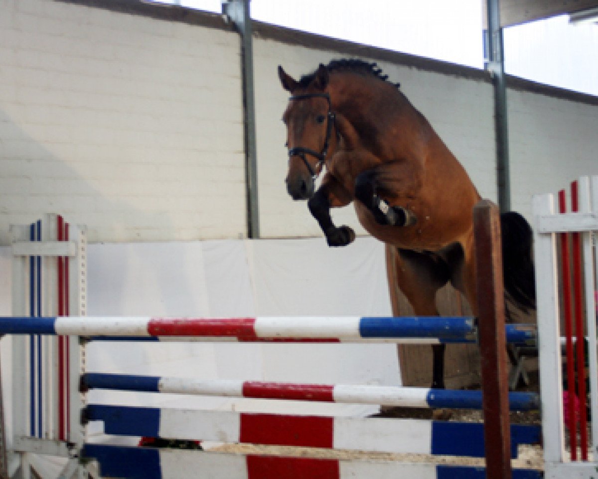 Springpferd Lovely Lars S (Holsteiner, 2005, von Landos)