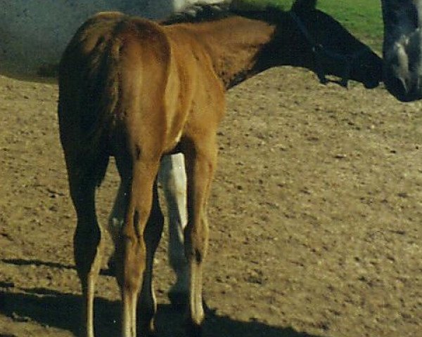 Springpferd Cocolino S (Holsteiner, 2001, von Coriano)
