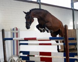 Springpferd Choco Bomber S (Holsteiner, 2004, von Corrado I)