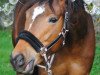 broodmare Pauline 446 (Oldenburg show jumper, 2009, from Quality 9)