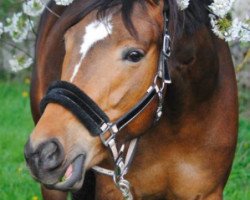 broodmare Pauline 446 (Oldenburg show jumper, 2009, from Quality 9)