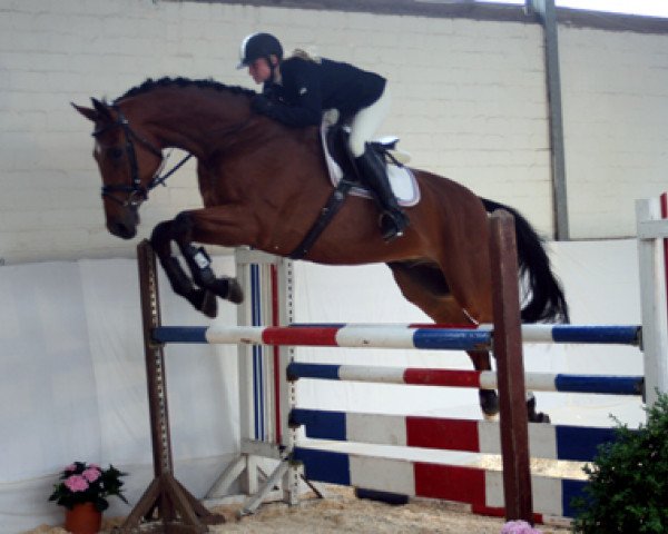 jumper Paddy S (Holsteiner, 2003, from Pasco)