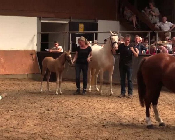 Stuten- und Fohlenschau Attendorn-Niederhelden am 02.07.2015, Deutsches Reitpony - Fohlen, 3-jährige Stuten