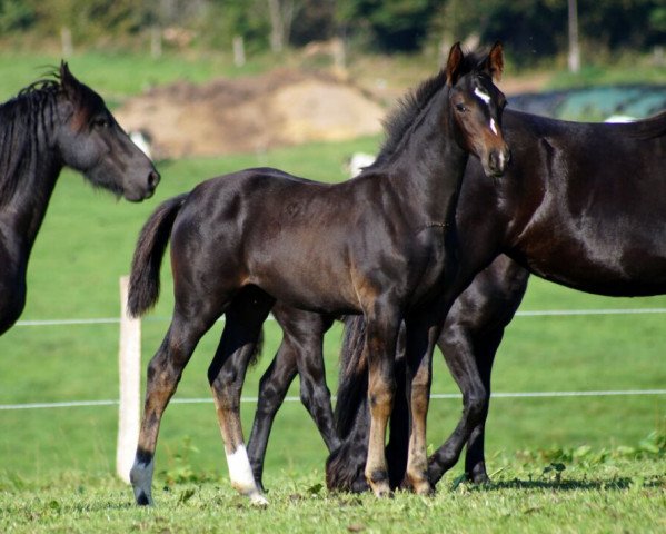 broodmare Ehrengirl (Westphalian, 2014, from Ehrenpreis)