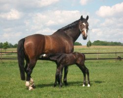 broodmare Marabella-R (Holsteiner, 1999, from Monsum)