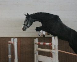 broodmare White Lady S (Holsteiner, 2006, from Quintero)