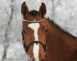 jumper Wonderful S (Holsteiner, 2006, from Landos)