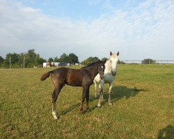 broodmare Red Romantica S (Holsteiner, 2001, from Coronado I)