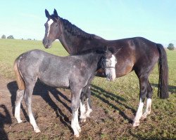 broodmare Passat S (Holsteiner, 2000, from Rheinsberg)