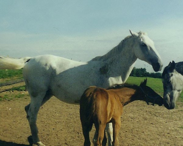 broodmare Z-Coco Chanel (Holsteiner, 1985, from Cantus)