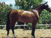 broodmare Nancy S (Holsteiner, 1998, from Chambertin)