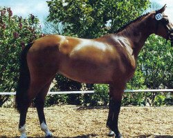 broodmare Nancy S (Holsteiner, 1998, from Chambertin)