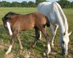 broodmare Le Kiki (Holsteiner, 1996, from Levantos II)