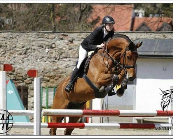 jumper Bacardi 135 (Zangersheide riding horse, 2002, from Baloubet du Rouet)