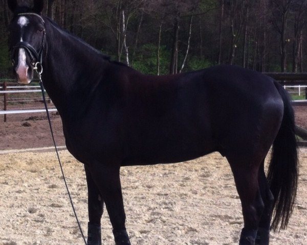 dressage horse Contendro de Luxe (Hanoverian, 2008, from Contendros Bube)