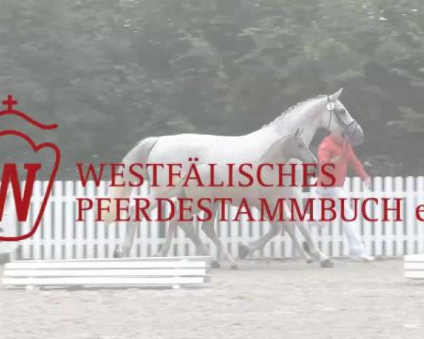Stuten- und Fohlenschau Ascheberg - Gestüt Ligges, 30.06.2015