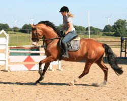 Springpferd Carlo Coleur (Holsteiner, 2009, von Casiro II)