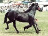 Zuchtstute Derwen Rosinda (Welsh-Cob (Sek. D), 1970, von Nebo Black Magic)