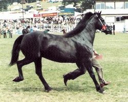 Zuchtstute Derwen Rosinda (Welsh-Cob (Sek. D), 1970, von Nebo Black Magic)