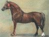 stallion Derwen Llwynog (Welsh-Cob (Sek. D), 1967, from Nebo Black Magic)