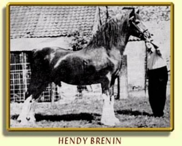 Deckhengst Hendy Brenin (Welsh-Cob (Sek. C), 1944, von Meiarth Royal Eiddwen)