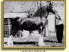 stallion Hendy Brenin (Welsh-Cob (Sek. C), 1944, from Meiarth Royal Eiddwen)