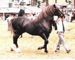 Deckhengst Derwen Replica (Welsh-Cob (Sek. D), 1979, von Derwen Llwynog)