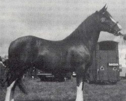 Zuchtstute Tireinon Spring Song (Welsh-Cob (Sek. D), 1967, von Hendy Brenin)