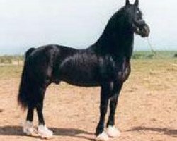 stallion Tireinon Step On (Welsh-Cob (Sek. D), 1986, from Derwen Railway Express)