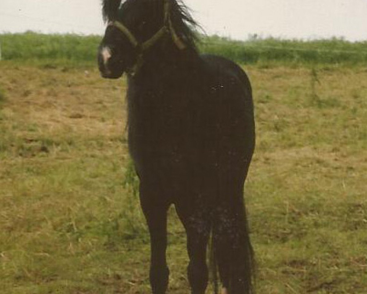 Deckhengst Jamani (Deutsches Reitpony, 1982, von Jubilee ox)