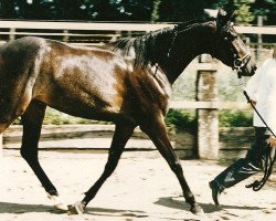 Pferd Ondra Jara (Kleines deutsches Reitpferd, 1993, von Jamani)