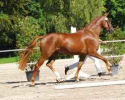 dressage horse L' Avenire (Zweibrücker, 2008, from Londonderry)