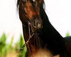 stallion Dabrock El Nafe ox (Arabian thoroughbred, 1996, from Khaled El Nil EAO)