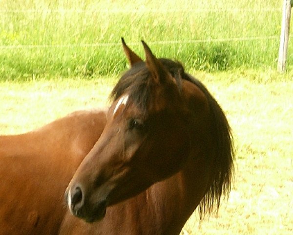 horse Kar Topal (Arabian thoroughbred, 2008, from Dabrock El Nafe ox)