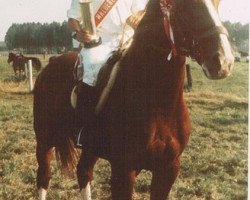 broodmare Jerna van het Roeveld (Belgian Warmblood, 1963, from Uron 1148 Sgldt)