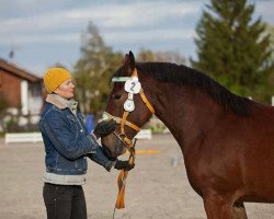 dressage horse Faleika (South German draft horse, 2011, from Ganimedes)