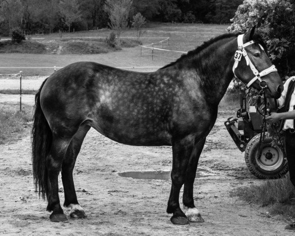 horse Unabella (South German draft horse, 2011, from Dior II)