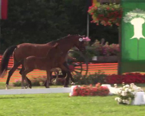 Stuten- und Fohlenschau Hünxe, 25.06.2015 13. Ring