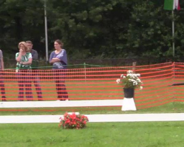 Stuten- und Fohlenschau Hünxe, 25.06.2015 8. Ring 