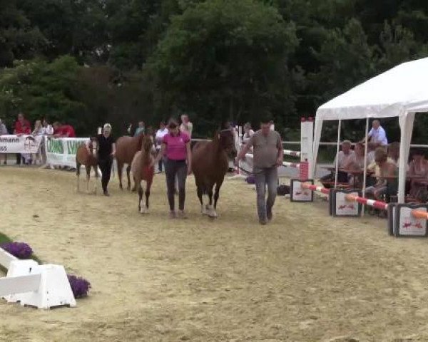 Stuten- und Fohlenschau Marl, 28.06.2015, 10. Ring - Reitponyfohlen