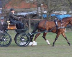 Dressurpferd Dainharts Chameur (Deutsches Reitpony, 2001)