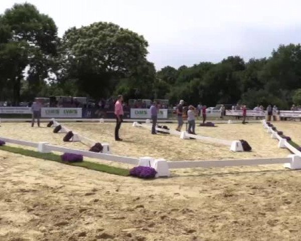Stuten- und Fohlenschau Marl, 28.06.2015, 8. Ring - Stutfohlen Golden West