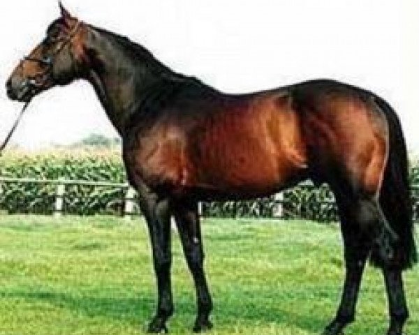 stallion Quick Star (Selle Français, 1982, from Galoubet A)