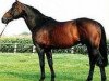 stallion Quick Star (Selle Français, 1982, from Galoubet A)