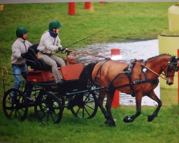horse Nimbo 2 (German Riding Pony, 1994, from Neckar)