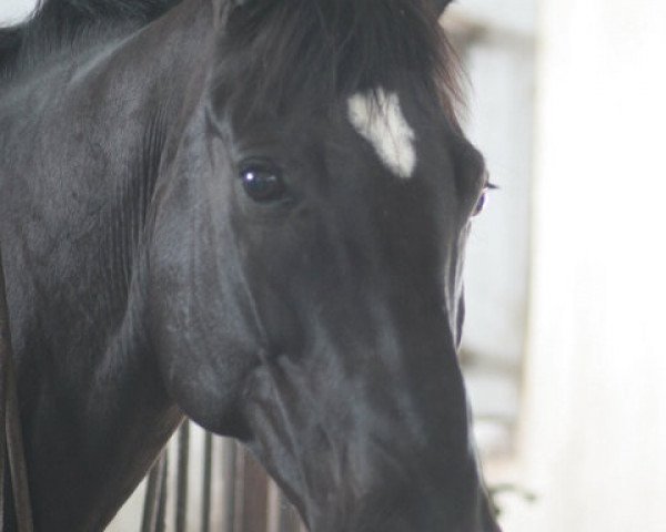 dressage horse Gunfire 3 (Mecklenburg, 1997, from Grenzfall)