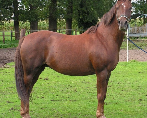 broodmare Ninifee (German Riding Pony, 1994, from Natoheld)